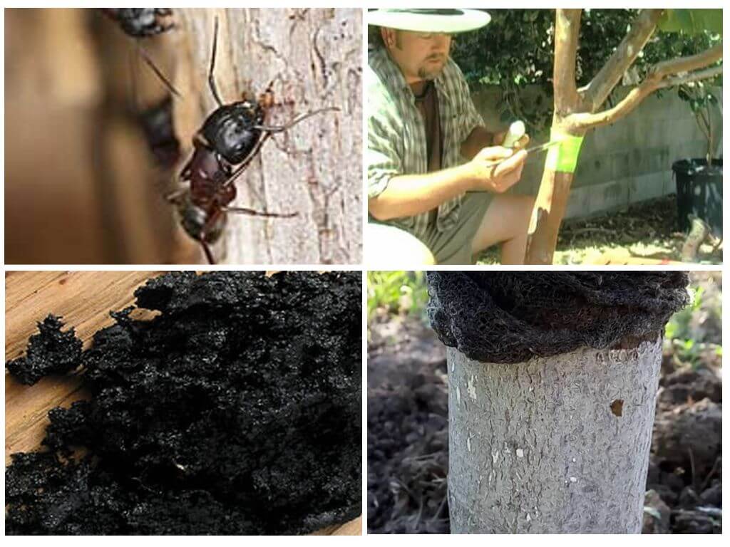 Как избавиться от муравьев и тли на деревьях и кустах