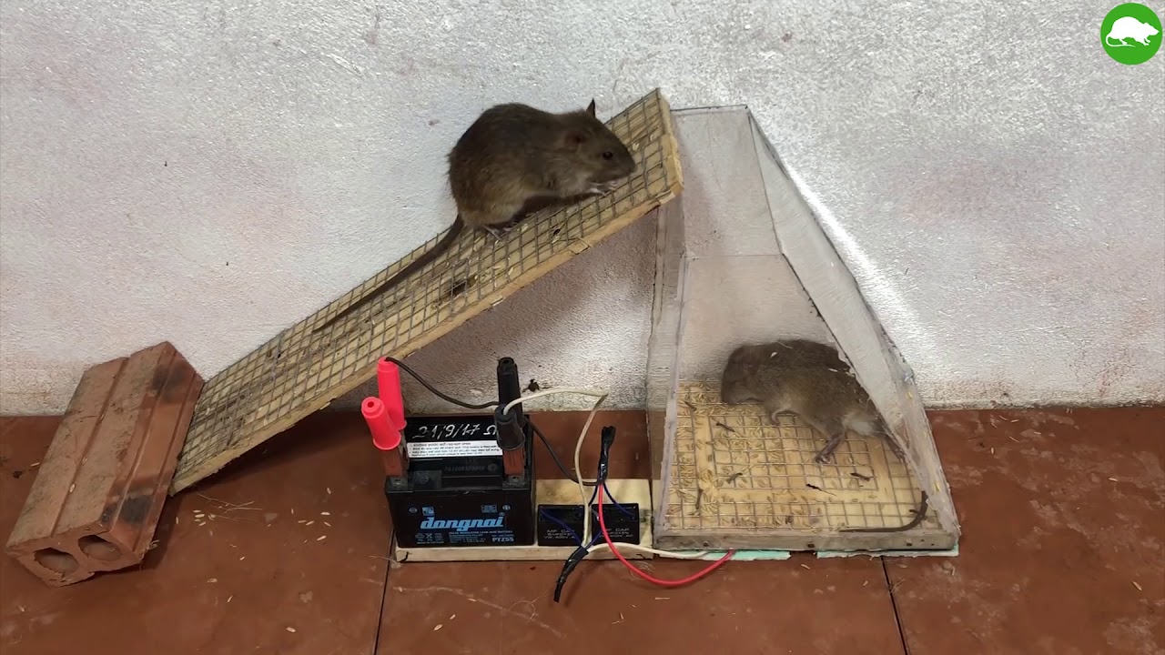 8 способов сделать мышеловку: эффективные ловушки для мышей своими руками в домашних условиях