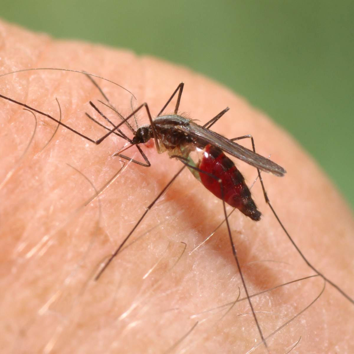 Малярийный комар — опасный враг человека