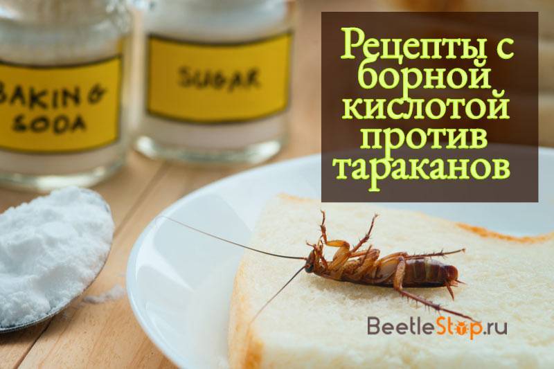 Борная кислота против тараканов – рецепты и способы применения