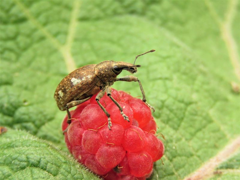Малинный жук: способы борьбы и профилактики