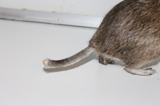 Крысиный хвост: особенности и предназначение - люблю хомяков