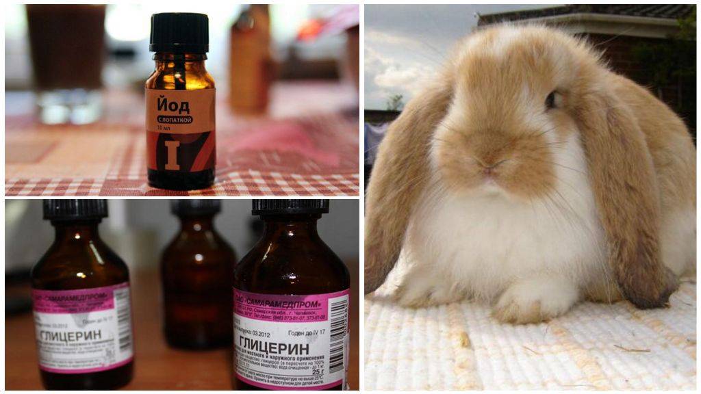 Ушной клещ у кроликов симптомы и лечение в домашних условиях проверенными средствами