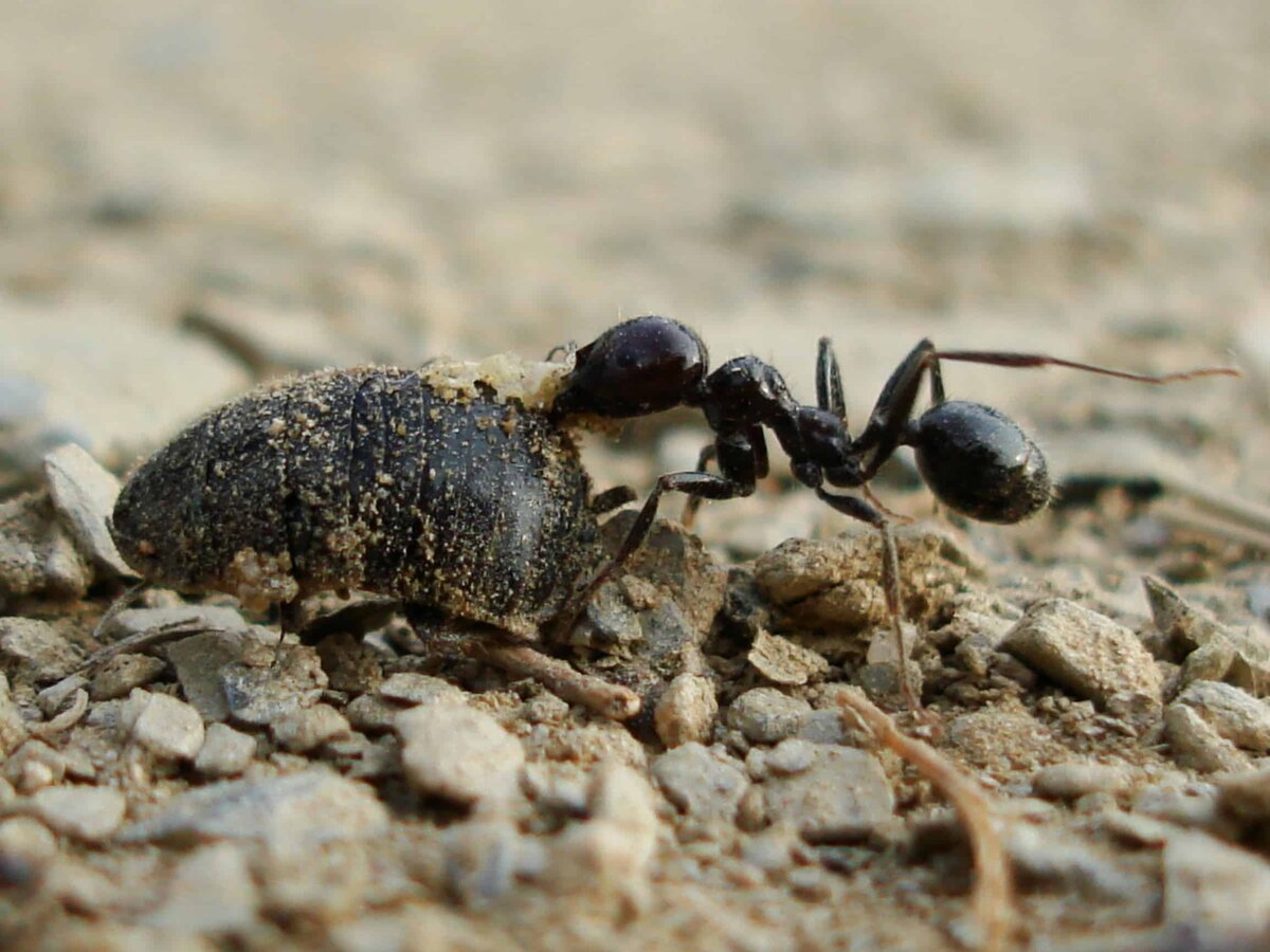 Летающие муравьи: кто такие и методы борьбы