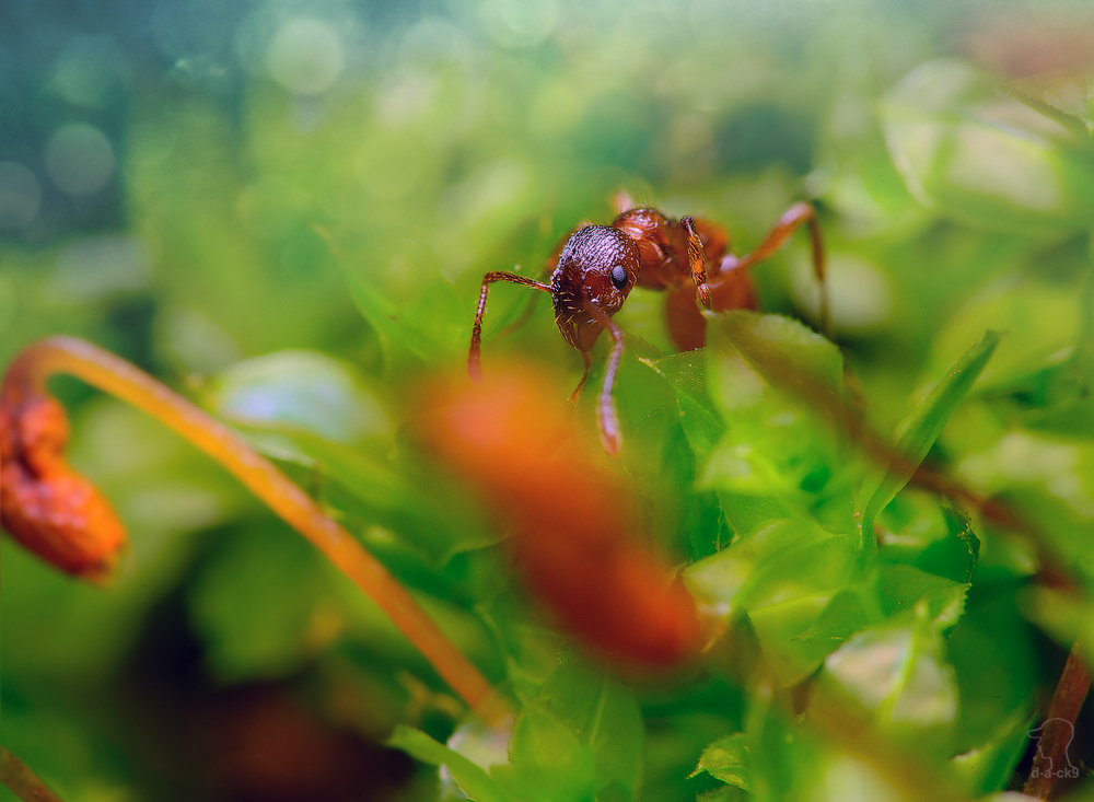 Детям о муравьях – самые интересные факты