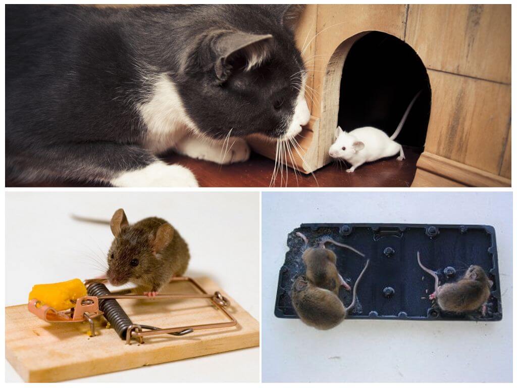 Лучшие методы для избавления от мышей из квартиры