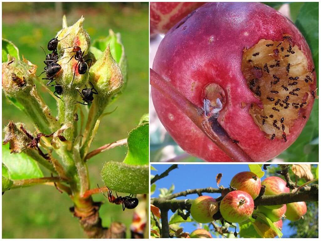 Когда и чем обрабатывать грушу весной от вредителей и болезней