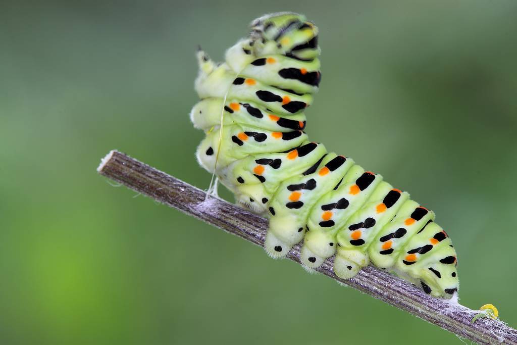 Махаон бабочка насекомое. образ жизни и среда обитания махаона | живность.ру