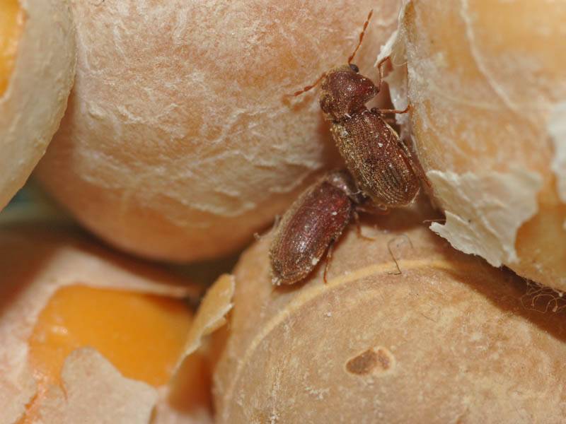 Как вывести хлебного точильщика и его личинки - сорнякам нет