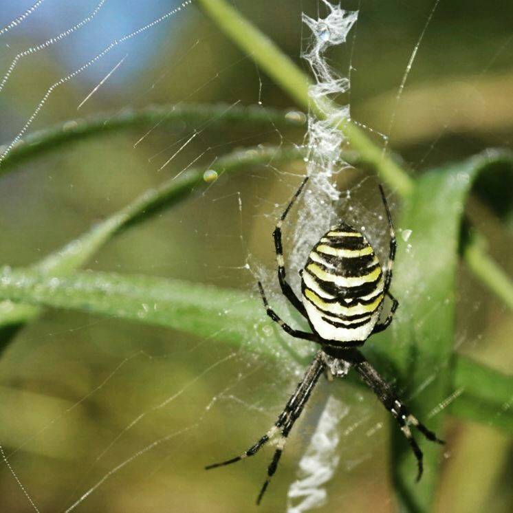 Аргиопа паук. описание, особенности, виды, образ жизни и среда обитания аргиопы | живность.ру