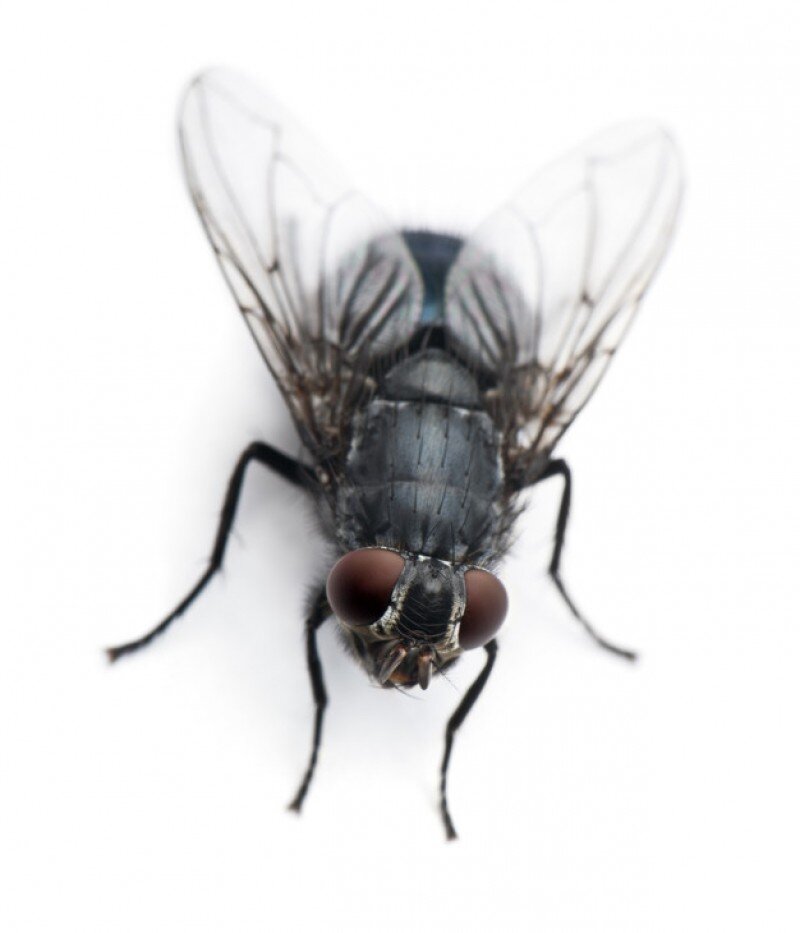 Как убить муху: советы и способы борьбы в квартире и доме