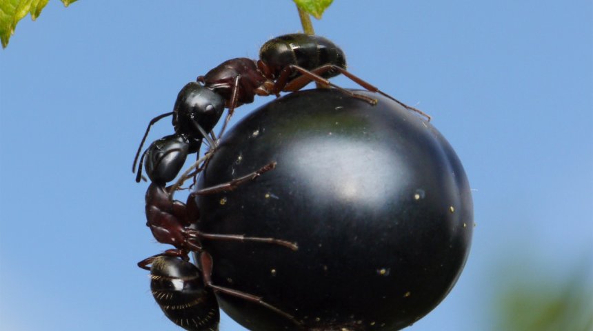 Как избавиться от муравьев на дачном участке: эффективные средства