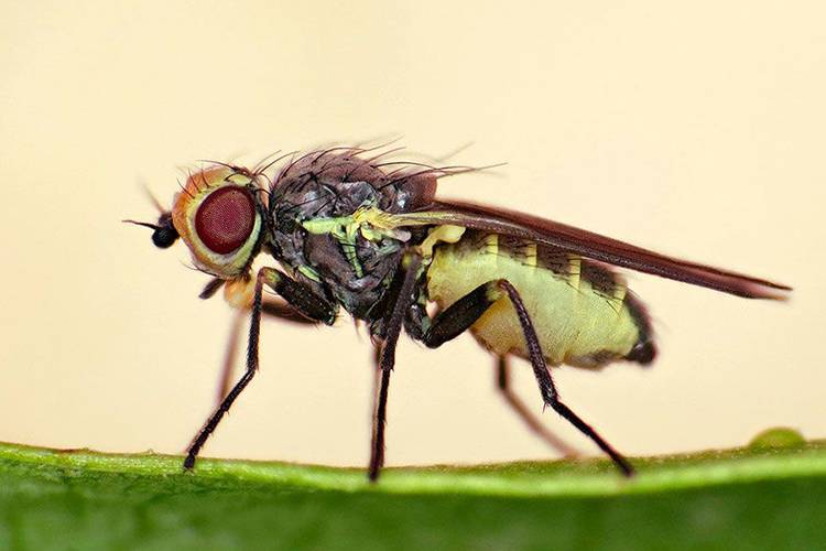 Ростковая муха: методы борьбы, средства уничтожения, описание