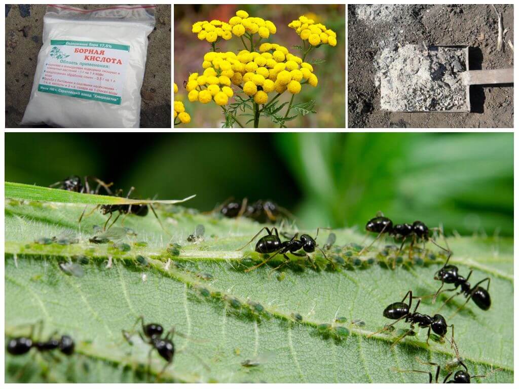 Что делать если появились муравьи на огурцах: способы безопасного избавления