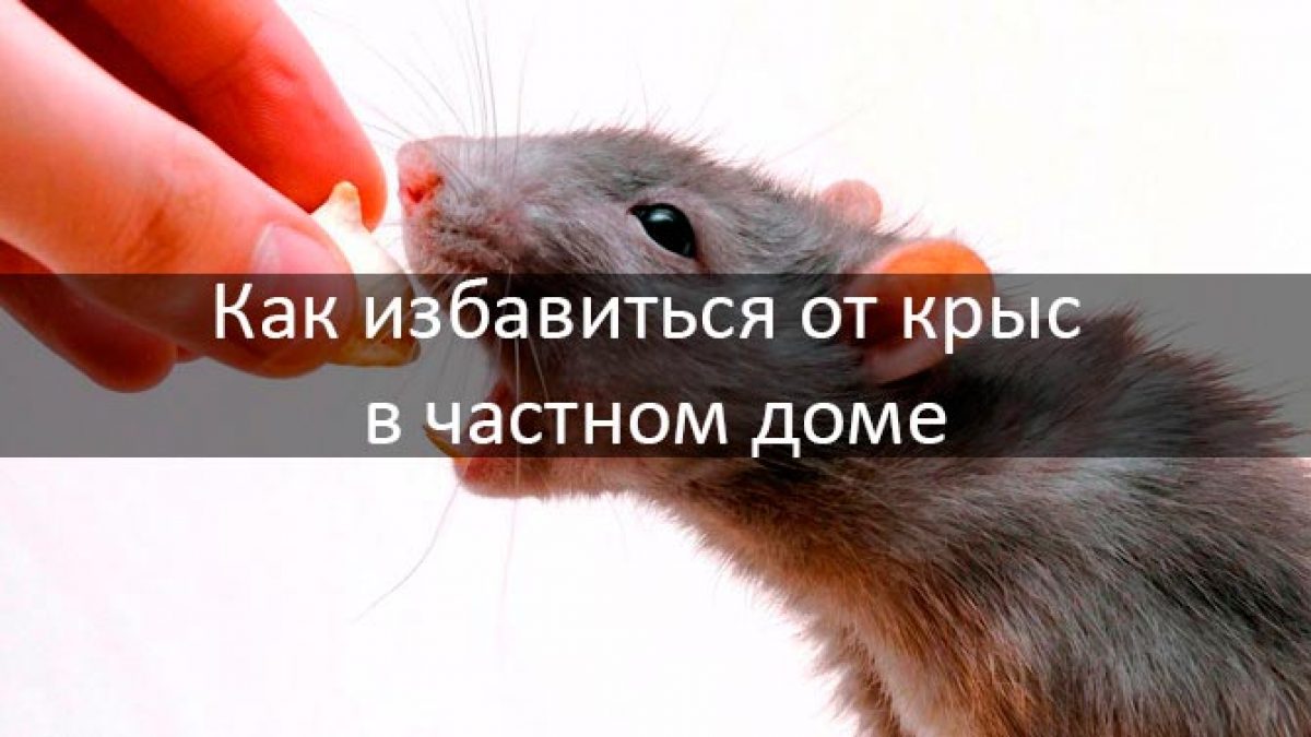 Что больше всего не любят крысы: ароматы трав, запахи животных и звуковые импульсы