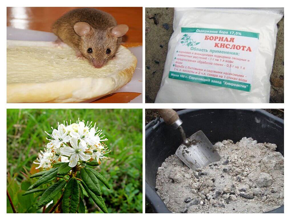 Борьба с мышами в доме и на дачном участке. грызуны, крысы, мыши. фото — ботаничка.ru