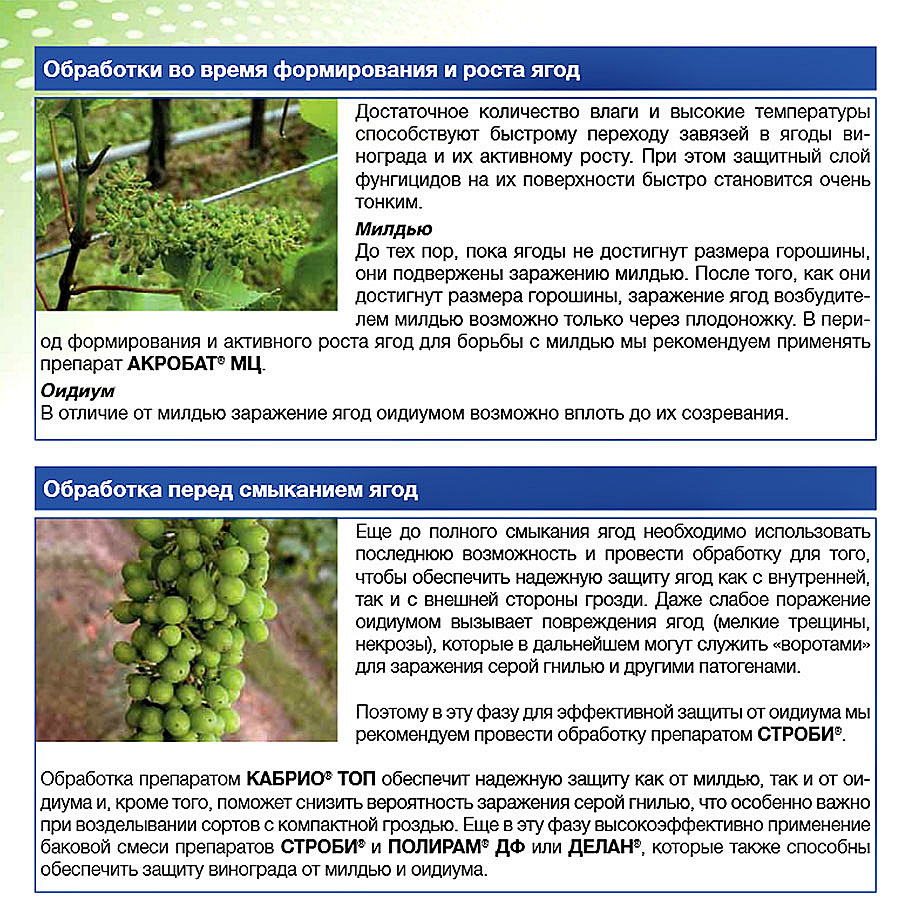 Оидиум винограда и меры борьбы – сайт о винограде и вине
