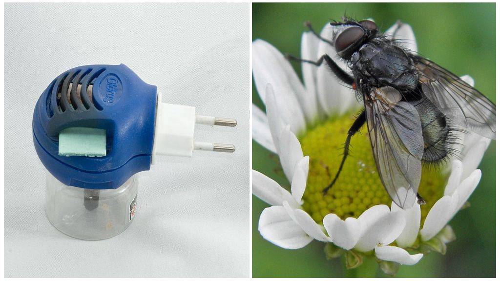 Как избавиться от мух на улице: самые эффективные способы борьбы с насекомыми