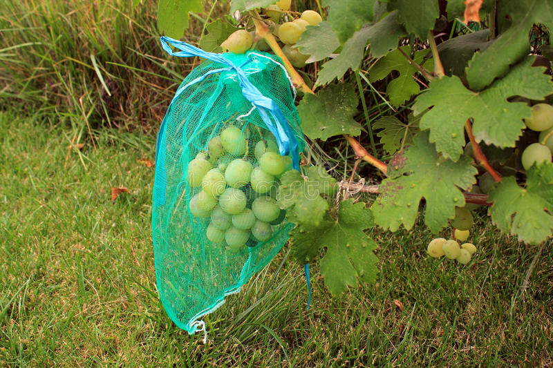 Мешочки для винограда от ос из защитной сетки своими руками