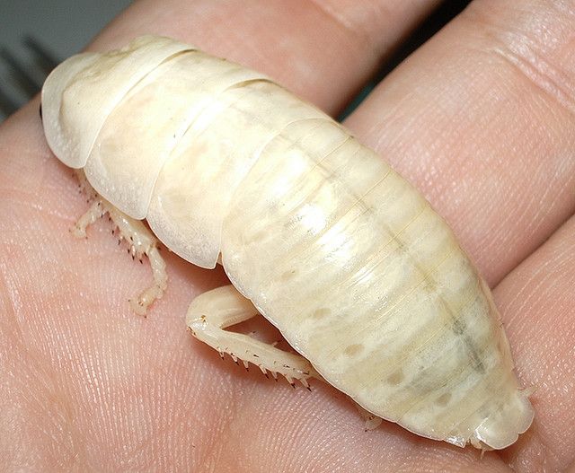Белый таракан в квартире: что это и чем опасен