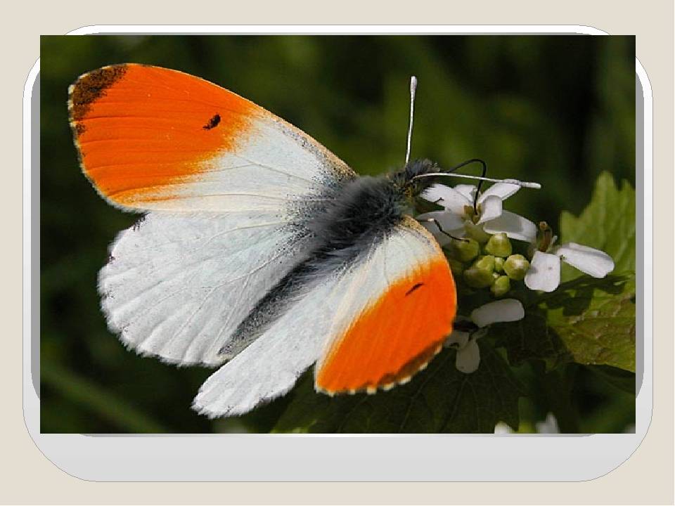 Бабочка - 165 фото разнообразных и самых удивительных бабочек