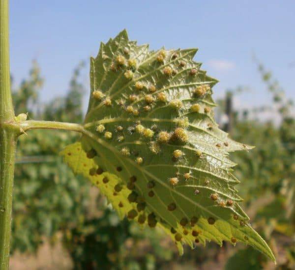 Филлоксера или виноградная тля – опасный вредитель винограда