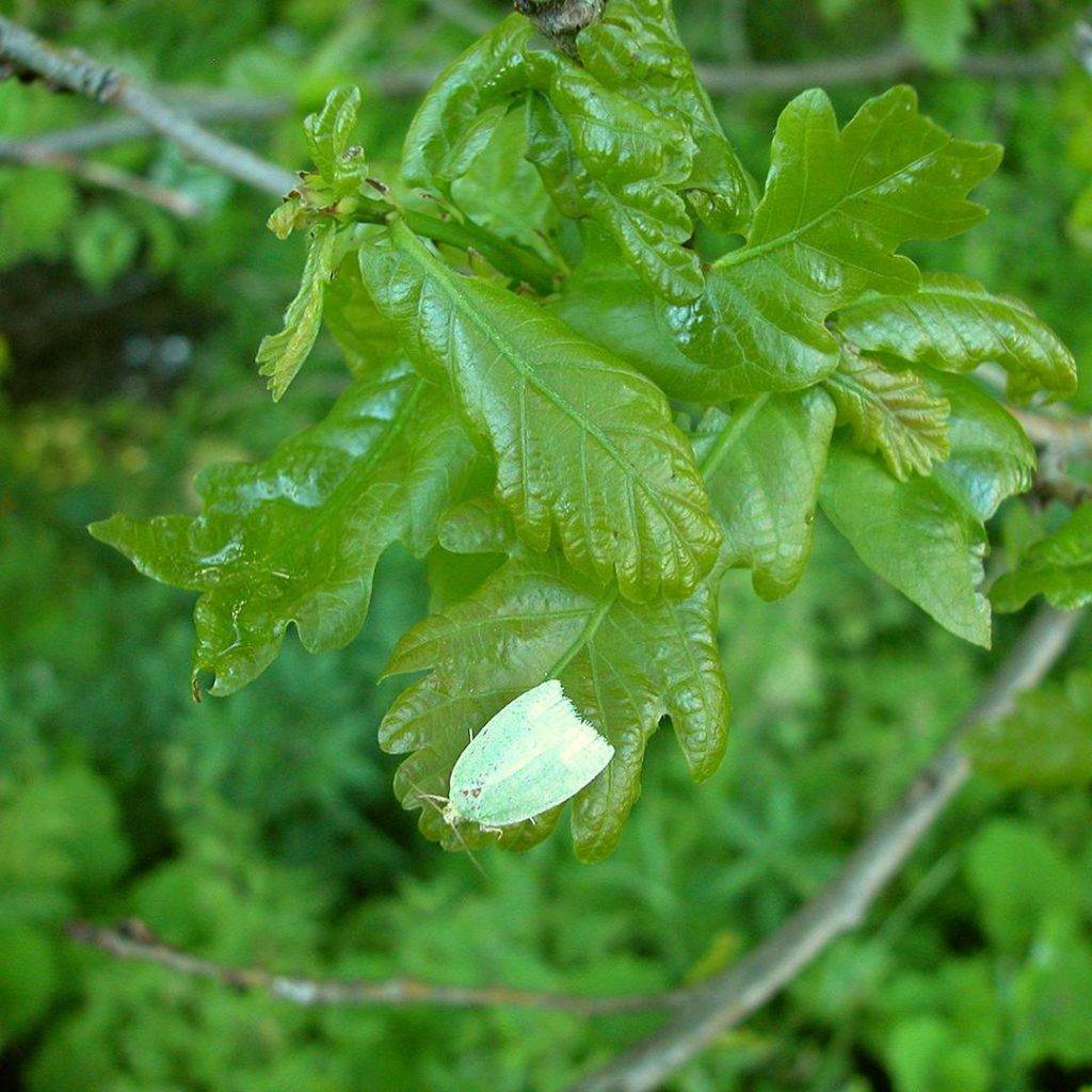 Дубовая зеленая листовертка