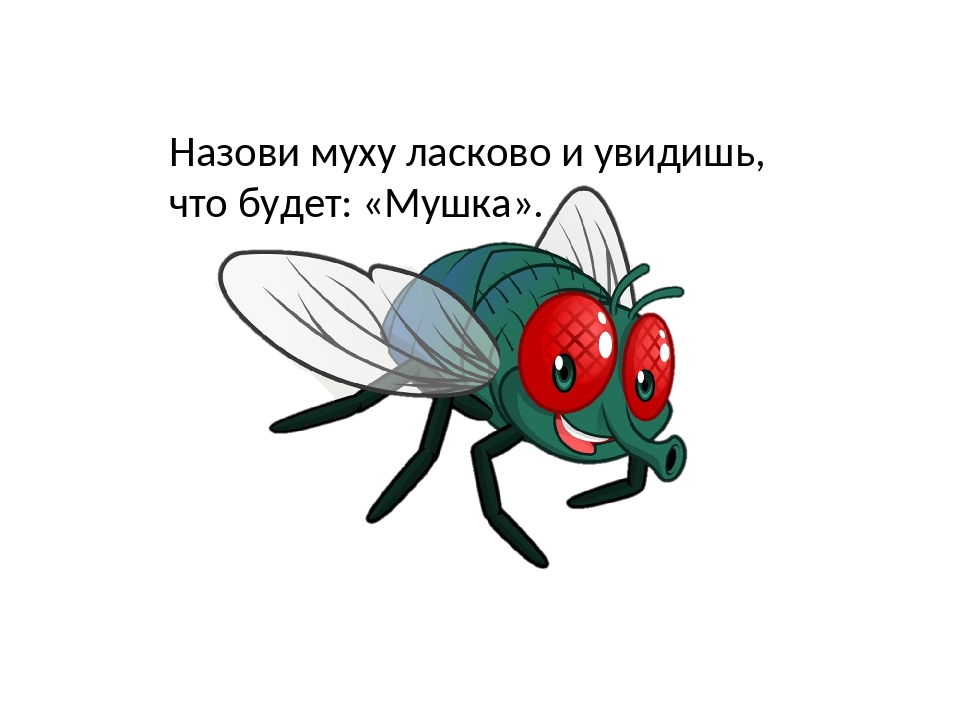 Почему мухи садятся на человека