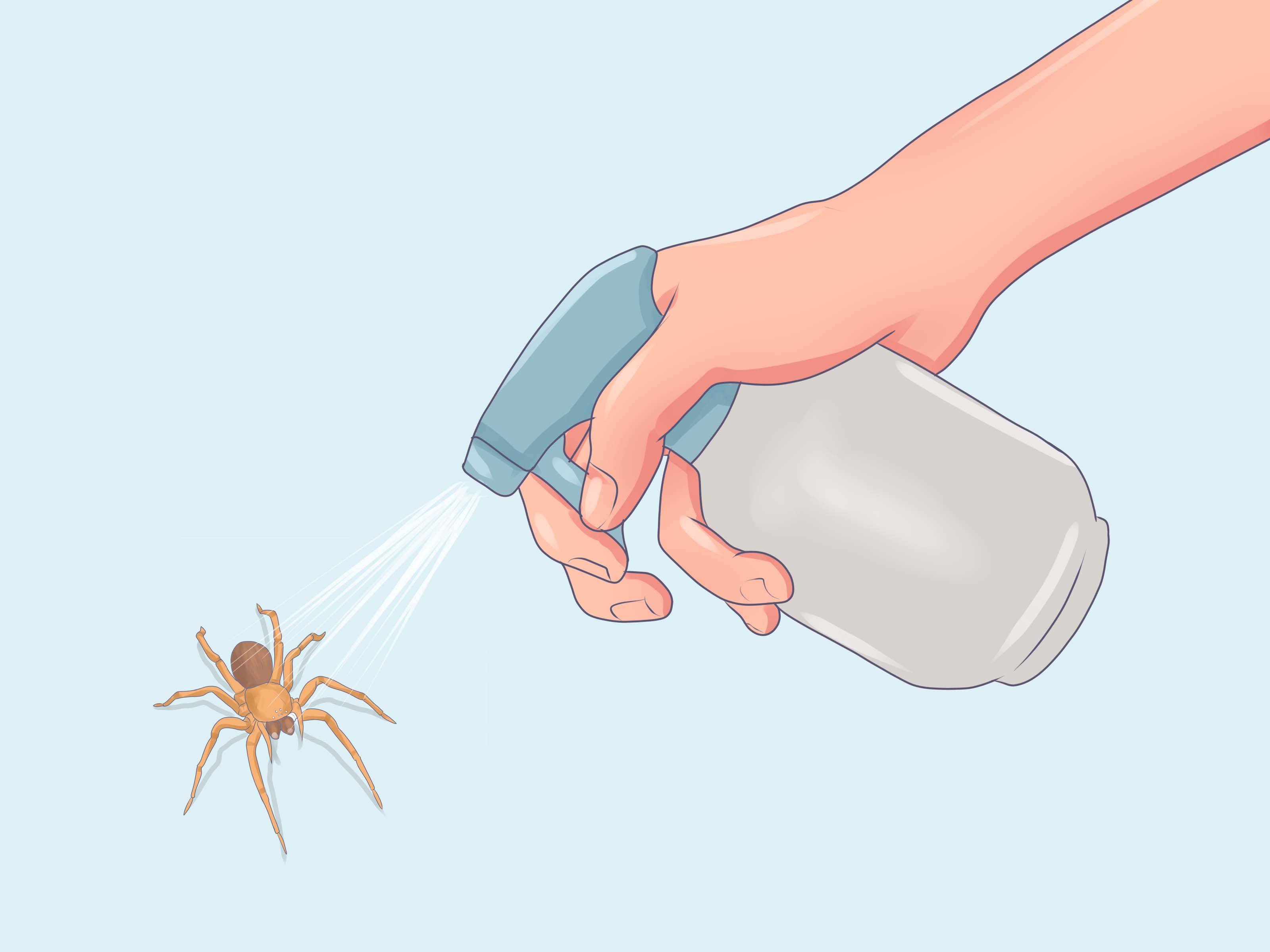 Как избавиться от пауков в квартире или частном доме навсегда