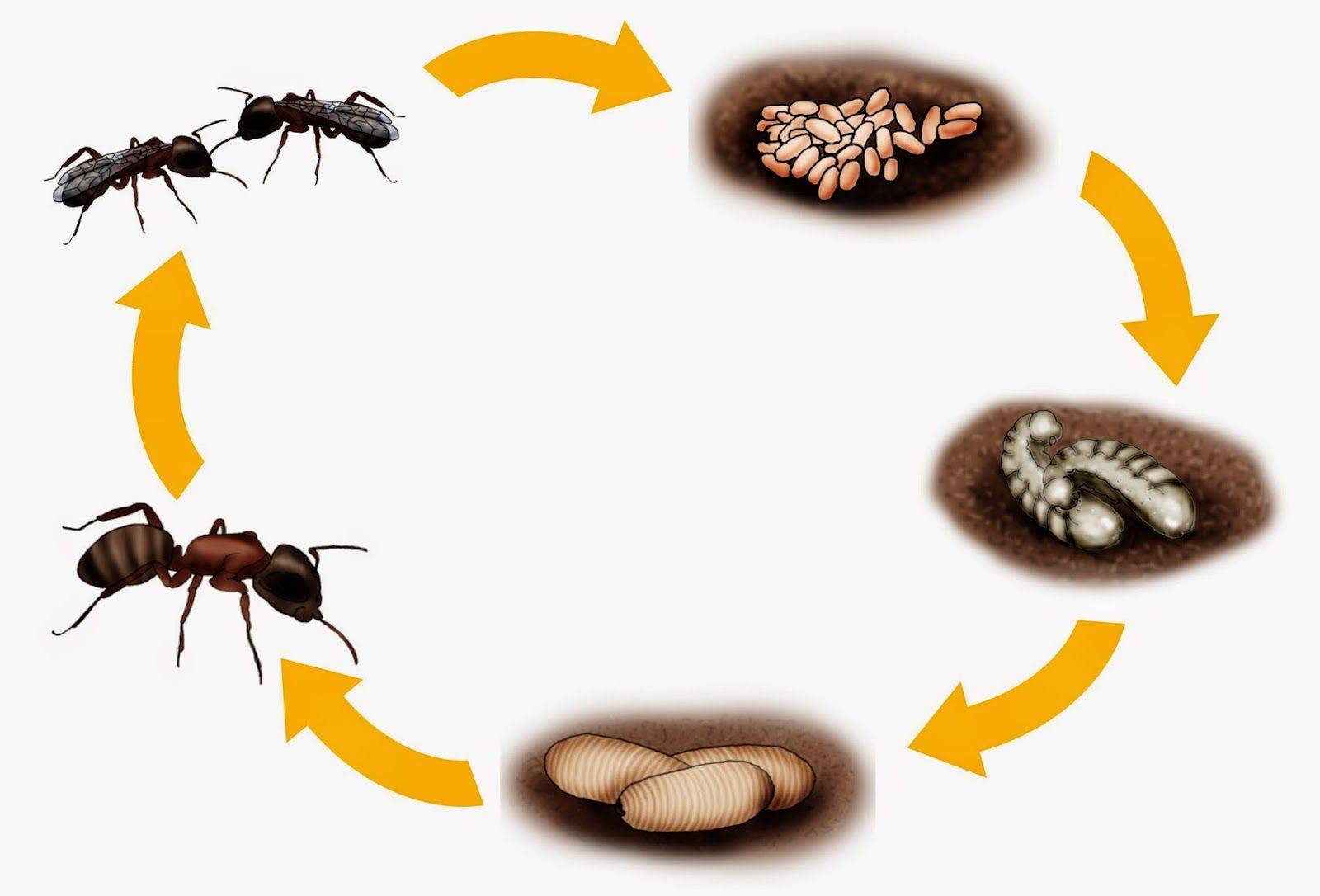 Кто оплодотворяет матку муравья