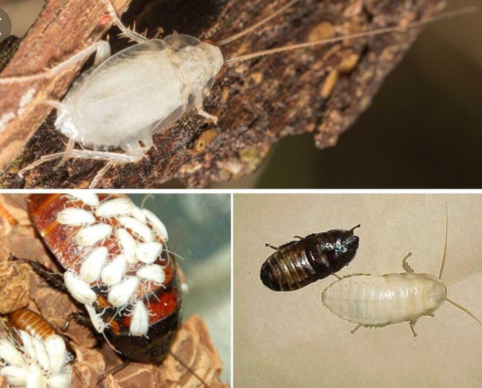 Откуда берутся тараканы в квартире – почему и от чего тараканы появляются в доме?