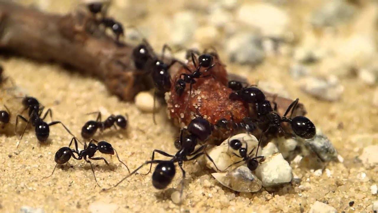 Спят ли муравьи: как они это делают, есть ли муравьи которые никогда не спят