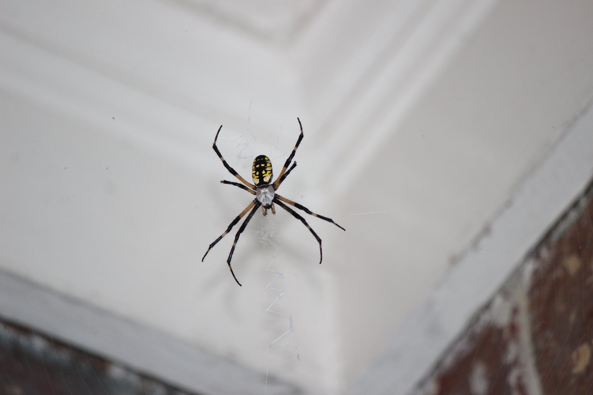 Как избавиться от пауков в квартире раз и навсегда