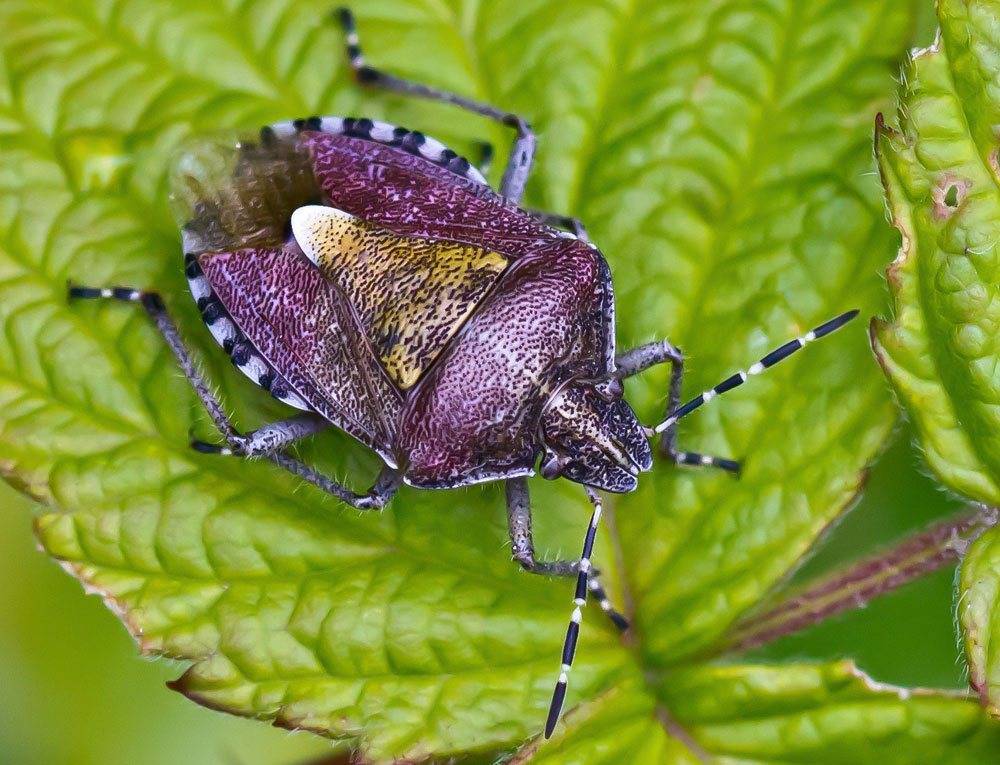 Жук навозник: фото и интересные факты про насекомого