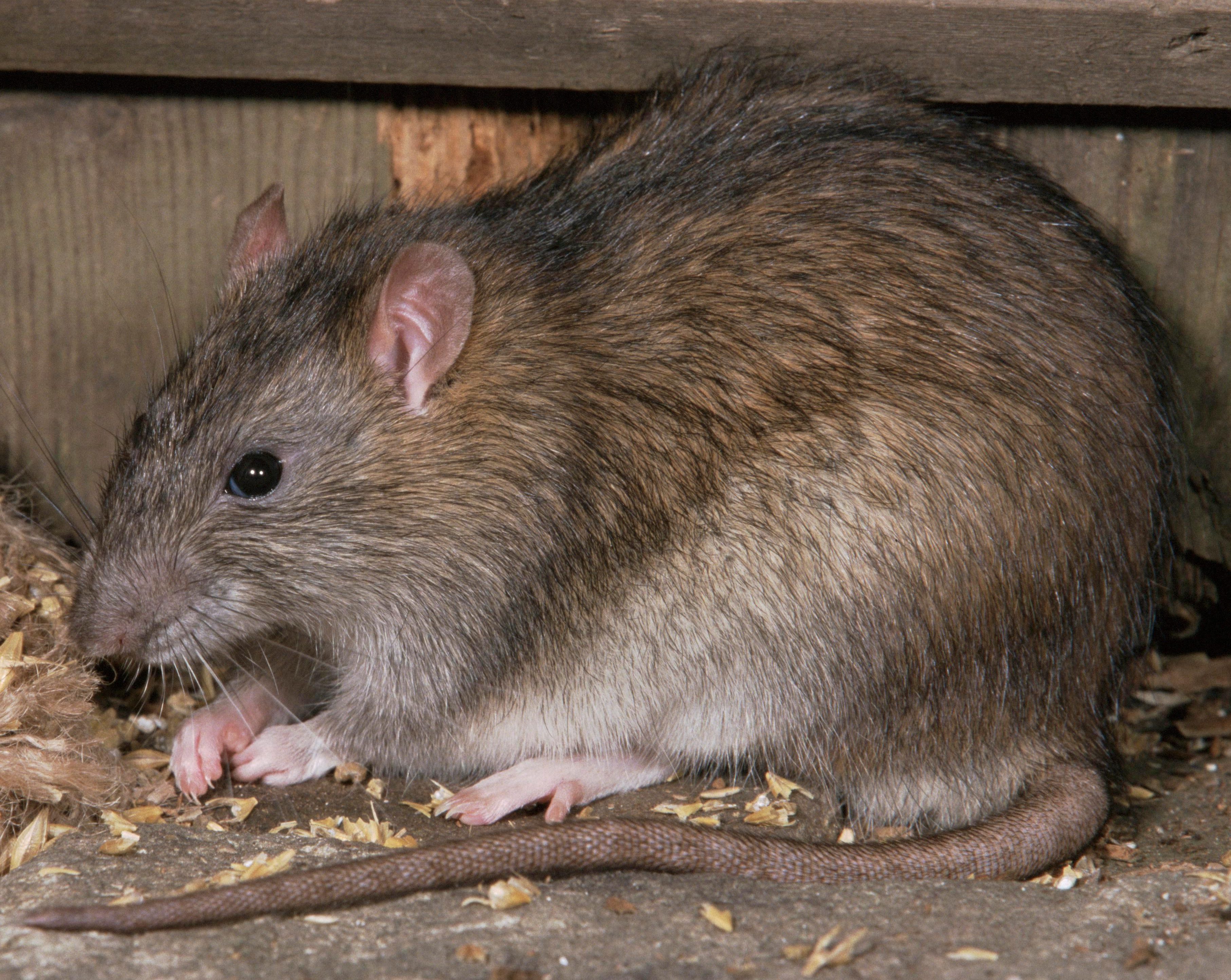 Серая крыса — неприятный и опасный грызун! серая крыса