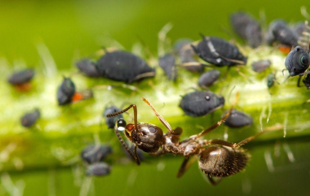 Рыжий лесной муравей: жизнь в лесу, польза и вред для человека и природы