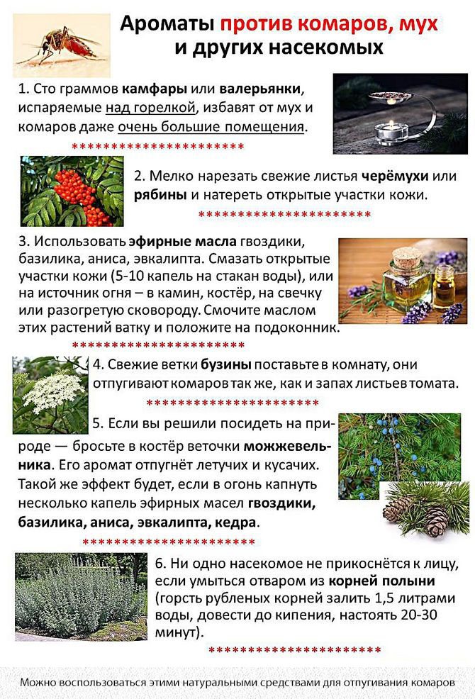 10 лучших народных средств против пищевой моли на кухне