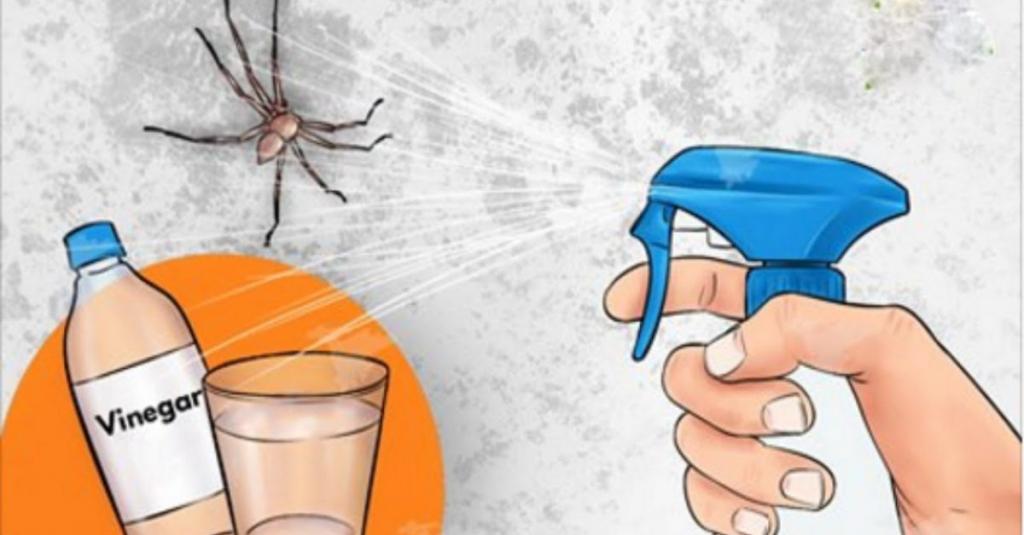 Как избавиться от пауков, не убивая их - wikihow