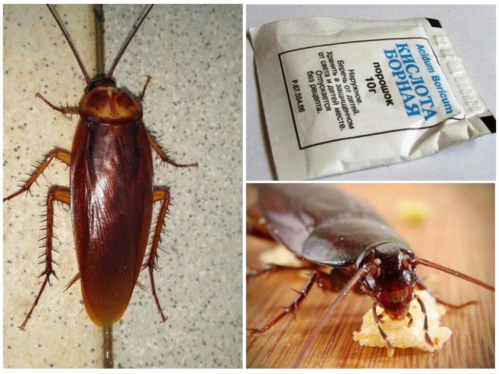 Как избавиться от тараканов из квартиры: химические средства, ловушки и народные методы
