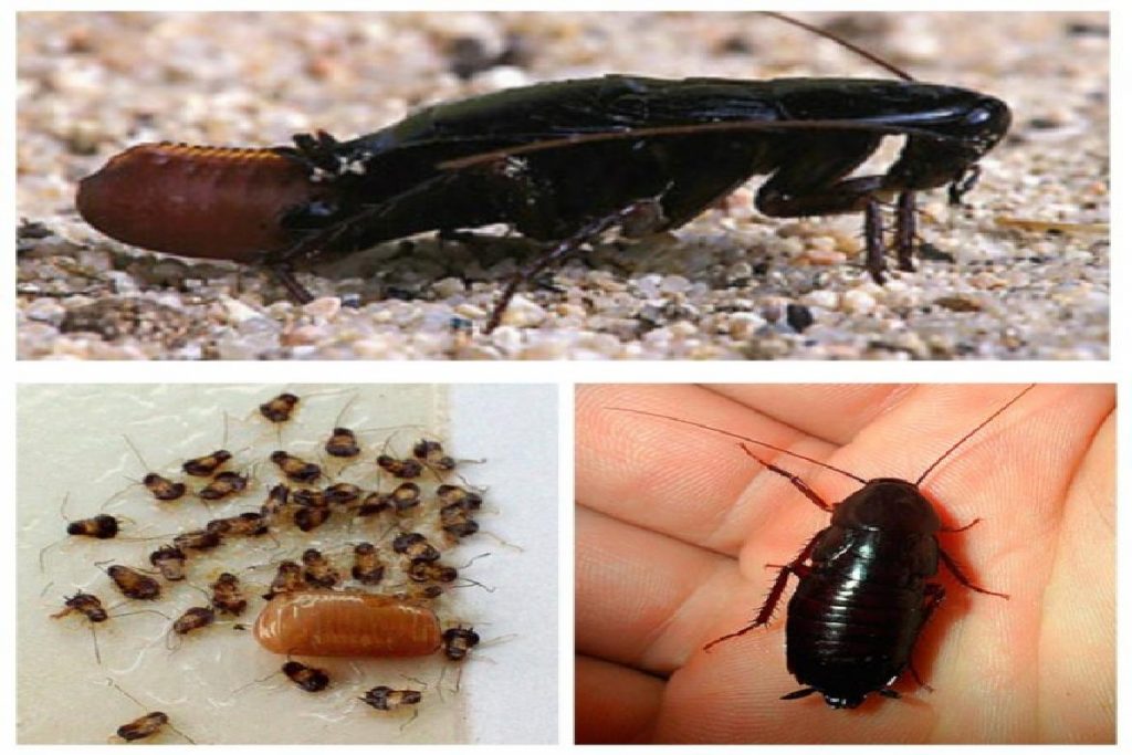 Большие черные тараканы в квартире: как избавиться от черных тараканов?