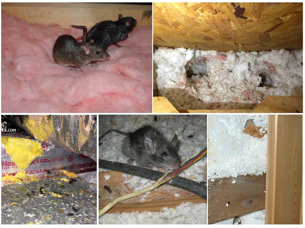 Какой утеплитель не грызут мыши и крысы: новинка на рынке