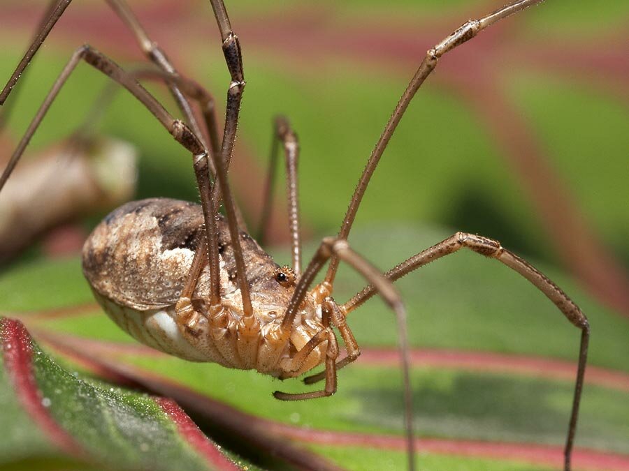 Жизненный цикл гигантского крабового паука: от яйца до взрослой особи