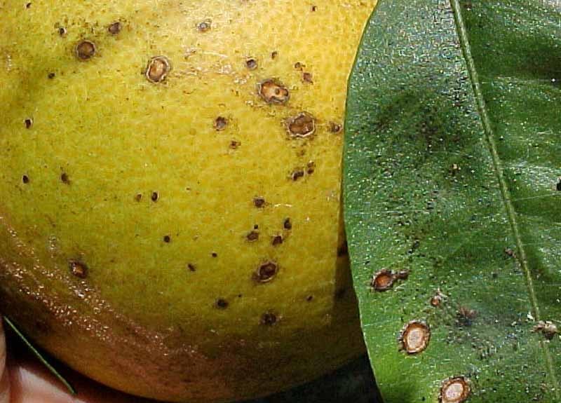 Как избавиться от щитовки на лимоне – доступные и эффективные методы