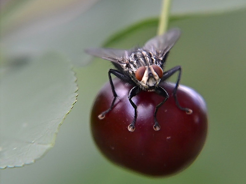 Вишневая муха, методы борьбы с вредным насекомым