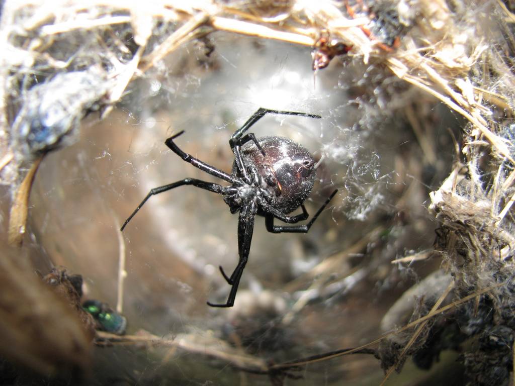 Каракурт паук. описание, особенности, виды, образ жизни и среда обитания каракурта