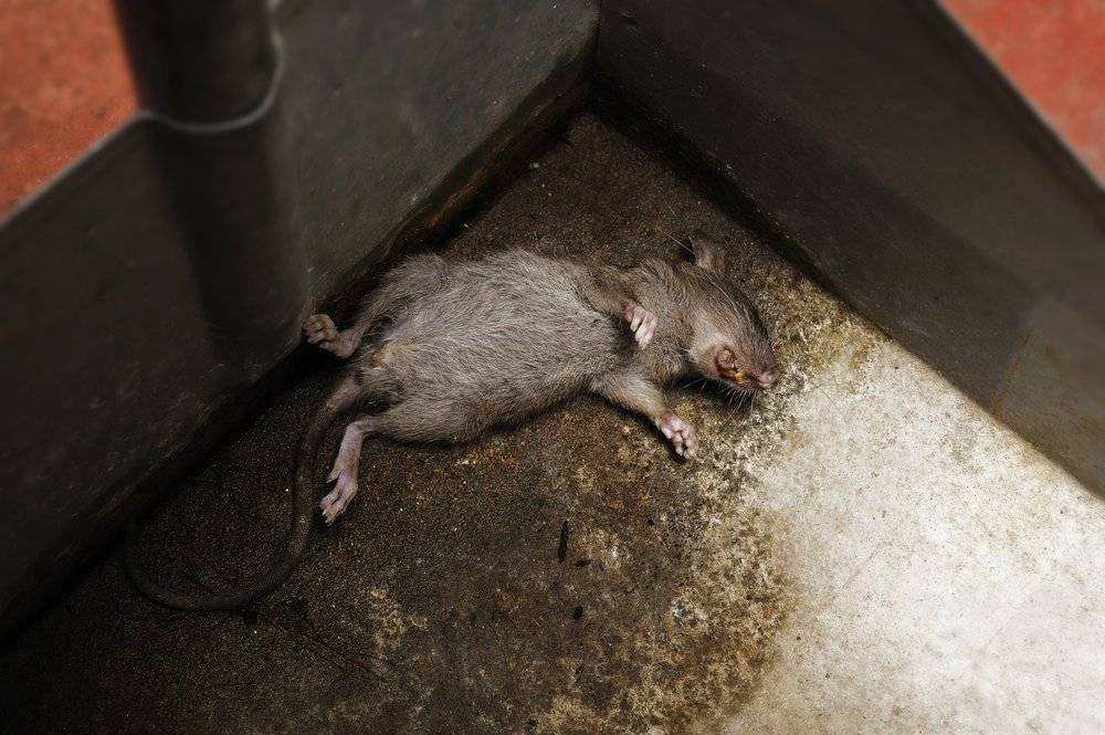 Сдохла крыса под полом - как избавиться от запаха