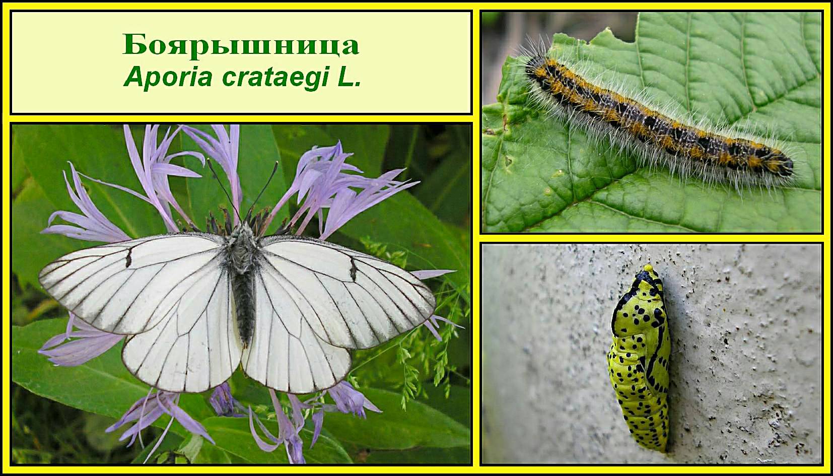 Красивая, но очень опасная бабочка-боярышница: описание и фото