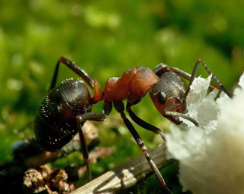 Чем питается муравей, особенности в еде разных видов
