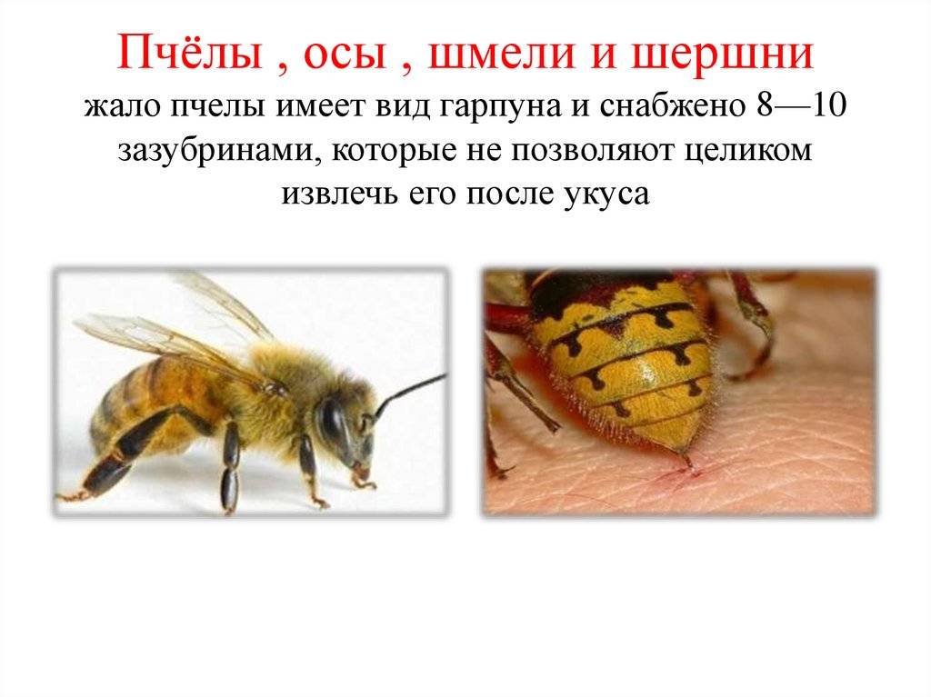 Пчела, оса, шмель и шершень описание, отличия внешнего вида, поведения, образа жизни