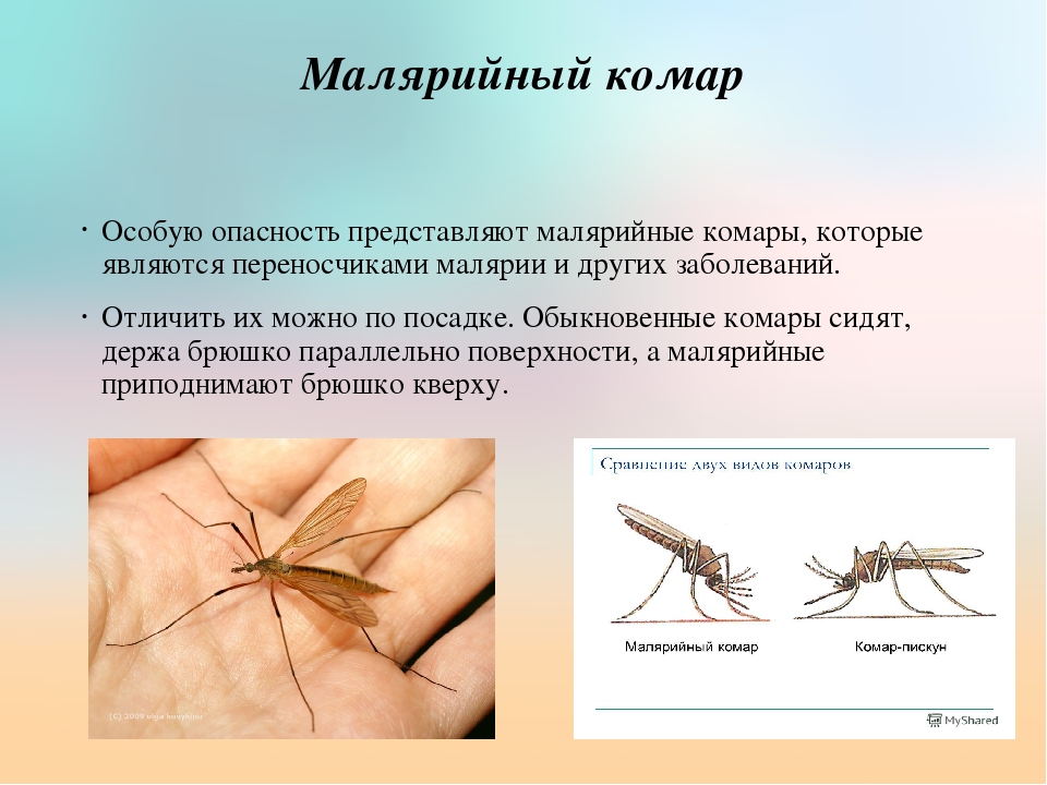 Чем питаются комары в природе и в квартире, чем отличаются самки от самцов?